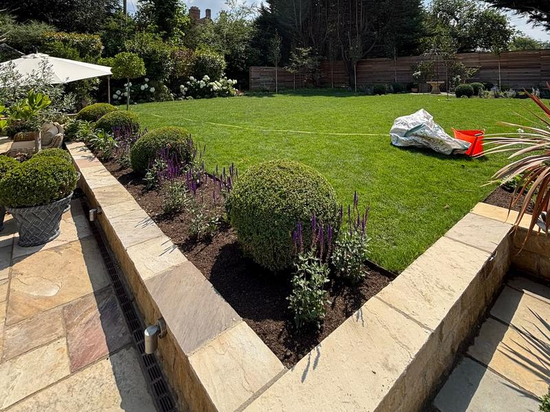Raised sandstone beds planted with box balls and purple salvias beside a newly turfed lawn - a garden by Family Tree